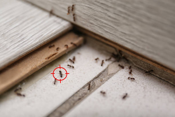 Best Affordable Pest Control Services  in Hillcrest, NY