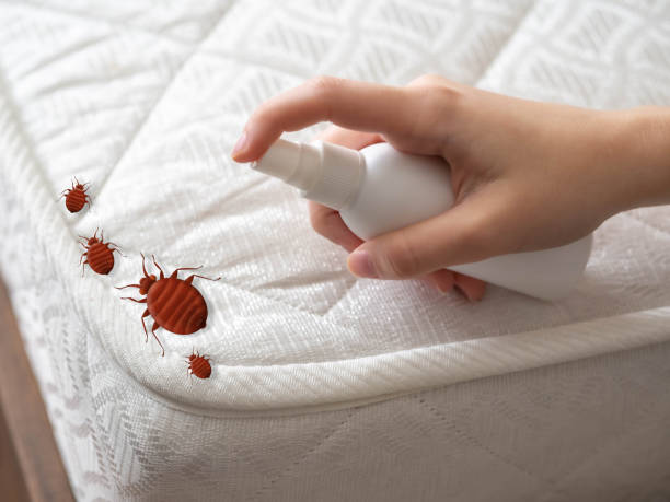 Best Spider Control Near Me  in Hillcrest, NY