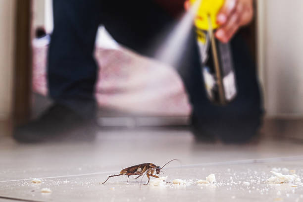 Best Wasp Removal Services  in Hillcrest, NY